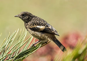 <b class=qtipBold><figcaption>Pied Bushchat (Saxicola caprata)</figcaption></b><br>A Juvenile... Pied Bushchat (Saxicola caprata)