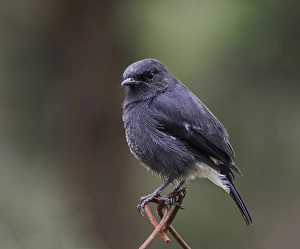 <b class=qtipBold><figcaption>Pied Indian Bushchat</figcaption></b> Pied Indian Bushchat