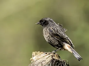 <b class=qtipBold><figcaption>Pied Indian Bushchat (Female)</figcaption></b><br><em>© @ Antony Grossy</em> Pied Indian Bushchat (Female)