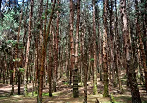 <b class=qtipBold><figcaption>Pine Tree Forest</figcaption></b><br>Pine tree forest in Kodaikanal hill station, Tamil Nadu, India.<br><em>© © 2015 Jay Radhakrishnan</em> Pine Tree Forest