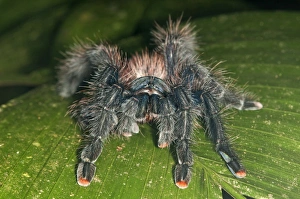 Pinktoe Tarantula -Avicularia avicularia-, Tambopata Nature Reserve, Madre de Dios Region Pinktoe Tarantula -Avicularia avicularia-, Tambopata Nature Reserve, Madre de Dios Region