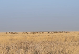 Plains Zebras or Burchell's Zebras -Equus burchelli-, Etosha National Park, Namibia Plains Zebras or Burchell's Zebras -Equus burchelli-, Etosha National Park, Namibia