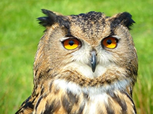 Portrait of an eagle owl, Bubo bubo Portrait of an eagle owl, Bubo bubo