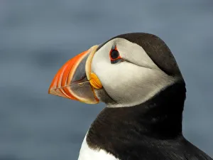 Portrait of a puffin Portrait of a puffin