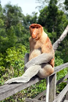 Proboscis monkey, Sabah, Borneo, Malaysia Proboscis monkey, Sabah, Borneo, Malaysia