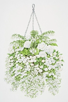 Profusion of white flowers tumbling from hanging basket, from top to bottom, bell-shaped flowers of Fuchsia, large white flowers of Begonia, small round flowers of Impatiens or Busy Lizzie and tiny flowers of Lobelia Profusion of white flowers tumbling from hanging basket, from top to bottom, bell-shaped flowers of Fuchsia, large white flowers of Begonia, small round flowers of Impatiens or Busy Lizzie and tiny flowers of Lobelia