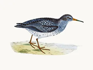 Purple Sandpiper Purple Sandpiper