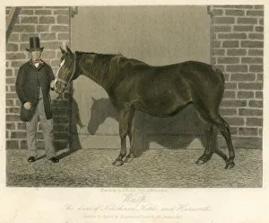 Racehorse Wasp dam of Neasham 19th century engraving Racehorse Wasp dam of Neasham 19th century engraving