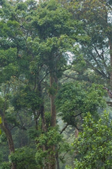 <b class=qtipBold><figcaption>Rain in the tropical forest</figcaption></b><br>Location: Western Ghats mountain range, Kerala, India<br><em>© © 2015 Peter Zelei</em> Rain in the tropical forest