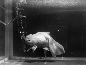 Rare Fish Rare Fish