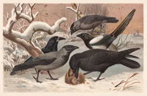 Ravens, lithograph, published in 1882 Ravens, lithograph, published in 1882