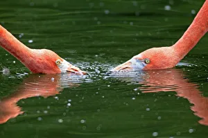 Red Flamingoes or Cuban Flamingoes -Phoenicopterus ruber ruber-, pair with their heads in the water, native to South America, captive, Heidelberg, Baden-Wurttemberg, Germany Red Flamingoes or Cuban Flamingoes -Phoenicopterus ruber ruber-, pair with their heads in the water, native to South America, captive, Heidelberg, Baden-Wurttemberg, Germany