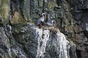 Red Legged Cormorant Red Legged Cormorant