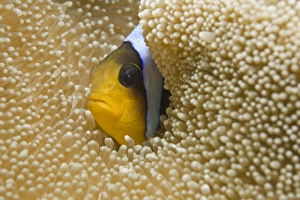 Red Sea Clownfish or Two-banded Anemonefish -Amphiprion bicinctus- in a Haddon's Carpet Anemone -Stichodactyla haddoni-, Red Sea, Egypt Red Sea Clownfish or Two-banded Anemonefish -Amphiprion bicinctus- in a Haddon's Carpet Anemone -Stichodactyla haddoni-, Red Sea, Egypt