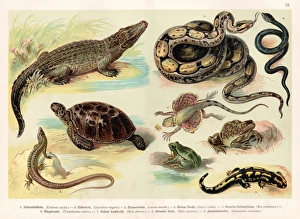 Reptiles lithograph 1888 Reptiles lithograph 1888