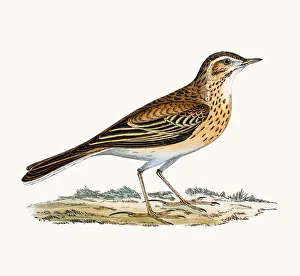 Richards Pipit Richards Pipit