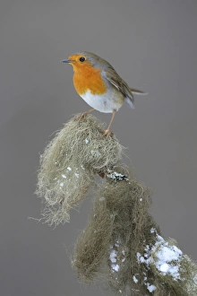 Robin -Erithacus rubecula- perched on a spruce branch covered in beard lichen, Swabian Alb biosphere reserve, Schwabische Alb, Baden-Wurttemberg, Germany Robin -Erithacus rubecula- perched on a spruce branch covered in beard lichen, Swabian Alb biosphere reserve, Schwabische Alb, Baden-Wurttemberg, Germany