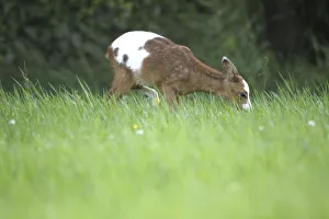 Roe Deer -Capreolus capreolus- fawn with erroneous pigmentation in the coat, Allgau Roe Deer -Capreolus capreolus- fawn with erroneous pigmentation in the coat, Allgau