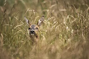Roe Deer -Capreolus capreolus- almost hidden in tall grass, Allgau, Bavaria, Germany Roe Deer -Capreolus capreolus- almost hidden in tall grass, Allgau, Bavaria, Germany