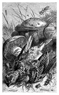 Hister Beetles Hister Beetles