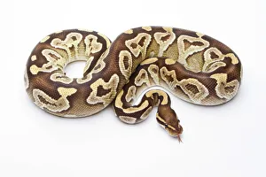 Royal Python -Python regius-, Mojave Razor, female, Markus Theimer reptile breeding Royal Python -Python regius-, Mojave Razor, female, Markus Theimer reptile breeding