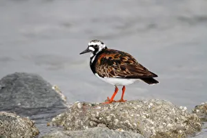 Ruddy Turnstone -Arenaria interpres- in breeding plumage standing on a moss-covered stone Ruddy Turnstone -Arenaria interpres- in breeding plumage standing on a moss-covered stone