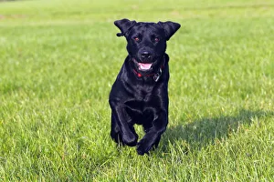 Running young black Labrador Retriever dog (Canis lupus familiaris), male, domestic dog Running young black Labrador Retriever dog (Canis lupus familiaris), male, domestic dog