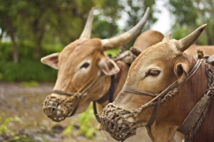 <b class=qtipBold><figcaption>Sarja-Raja</figcaption></b><br>Pair of bullocks working in rice fields of Western Ghats, Maharashtra, India. These bullocks have names as Sarja and Raja. Sarja-Raja
