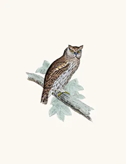 Scope-eared owl Scope-eared owl