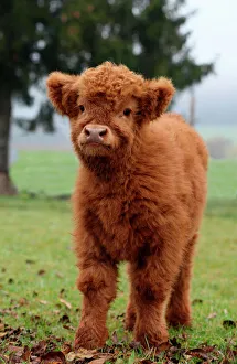 Scottish Highland cattle -Bos primigenius f. taurus- calf, Allgaeu, Bavaria, Germany Scottish Highland cattle -Bos primigenius f. taurus- calf, Allgaeu, Bavaria, Germany