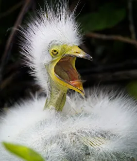 Scream of a Snowy Egret Chick Scream of a Snowy Egret Chick