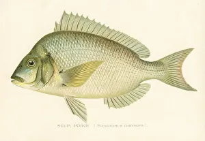 Scup porgy chromolithograph 1898 Scup porgy chromolithograph 1898