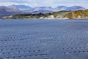 Shellfish farming in Kilmakilloge Harbour, Beara Peninsula, County Kerry, Ireland Shellfish farming in Kilmakilloge Harbour, Beara Peninsula, County Kerry, Ireland
