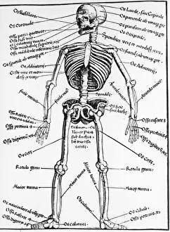 Skeleton Woodcut Skeleton Woodcut