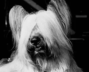 Skye terrier Skye terrier