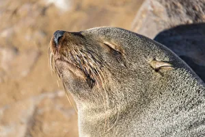 Sleeping Brown Fur Seal or Cape Fur Seal -Arctocephalus pusillus-, Dorob National Park Sleeping Brown Fur Seal or Cape Fur Seal -Arctocephalus pusillus-, Dorob National Park