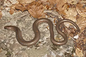 Slow Worm -Anguis fragilis- with blue spots basking in the sun, Mount Olympus, Litochoro Slow Worm -Anguis fragilis- with blue spots basking in the sun, Mount Olympus, Litochoro