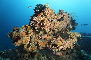 Small coral reef with Black Sun Coral -Tubastrea micranthus-, and Dendrophyllia gracilis coral -Dendrophyllia gracilis-, stony corals, Shadowfin soldierfish -Myripristis adusta-, Embudu channel, Tilla, South Male Atoll, Maldives Small coral reef with Black Sun Coral -Tubastrea micranthus-, and Dendrophyllia gracilis coral -Dendrophyllia gracilis-, stony corals, Shadowfin soldierfish -Myripristis adusta-, Embudu channel, Tilla, South Male Atoll, Maldives