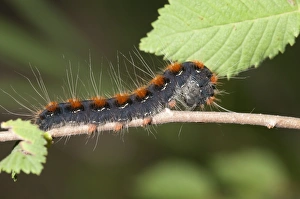 Small Eggar moth -Eriogaster lanestris-, adult caterpillar, Lake Kerkini region, Greece Small Eggar moth -Eriogaster lanestris-, adult caterpillar, Lake Kerkini region, Greece