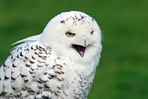 Snowy Owl, Arctic Owl, Great White Owl, Harfang (Bubo scandiacus) (Nyctea scandiaca) Snowy Owl, Arctic Owl, Great White Owl, Harfang (Bubo scandiacus) (Nyctea scandiaca)