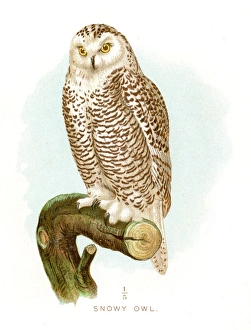 Snowy owl lithograph 1897 Snowy owl lithograph 1897