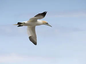 Soaring gannet Soaring gannet