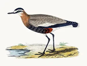 Sociable plover wader bird Sociable plover wader bird