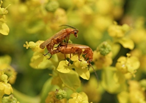 Soldier beetles -Cantharidae- mating on a Spurge flower -Euphorbia acanthothamnos-, Datca Soldier beetles -Cantharidae- mating on a Spurge flower -Euphorbia acanthothamnos-, Datca