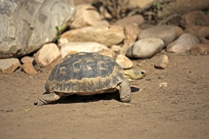 South African Bowsprit Tortoise or Angulate Tortoise -Chersina angulata-, adult, Addo Elephant National Park, Eastern Cape, South Africa South African Bowsprit Tortoise or Angulate Tortoise -Chersina angulata-, adult, Addo Elephant National Park, Eastern Cape, South Africa