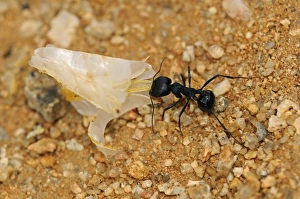 South African Harvester Ant -Messor capensis- worker carrying a seed husk, Goegap Nature Reserve, Namaqualand, South Africa, Africa South African Harvester Ant -Messor capensis- worker carrying a seed husk, Goegap Nature Reserve, Namaqualand, South Africa, Africa
