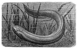 The South American lungfish (Lepidosiren paradoxa) The South American lungfish (Lepidosiren paradoxa)