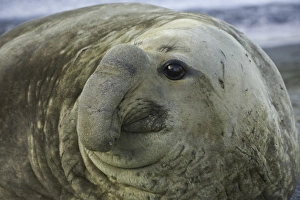 Southern elephant seal bull on beach Southern elephant seal bull on beach