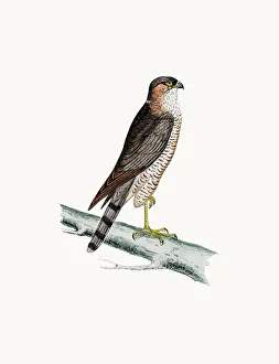 Sparrow Hawk bird of prey Sparrow Hawk bird of prey