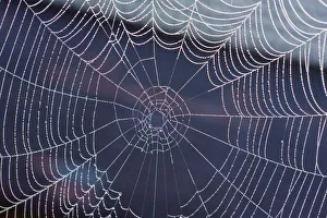 Spider web with morning dew, Lake Staffelsee, Seehausen, Murnau, Upper Bavaria, Bavaria Spider web with morning dew, Lake Staffelsee, Seehausen, Murnau, Upper Bavaria, Bavaria